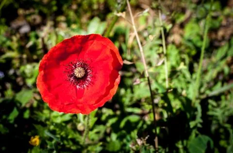 Closeup of poppy in spring Stock Photos