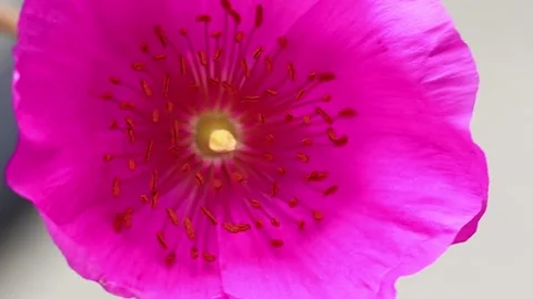 Closeup Poppy in the Wind Stock Footage 134593192
