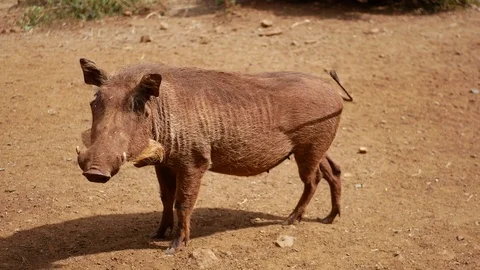 Closeup Portrait Of A African Warthog Looking At The Camera And Nods Stock Footage 79964832