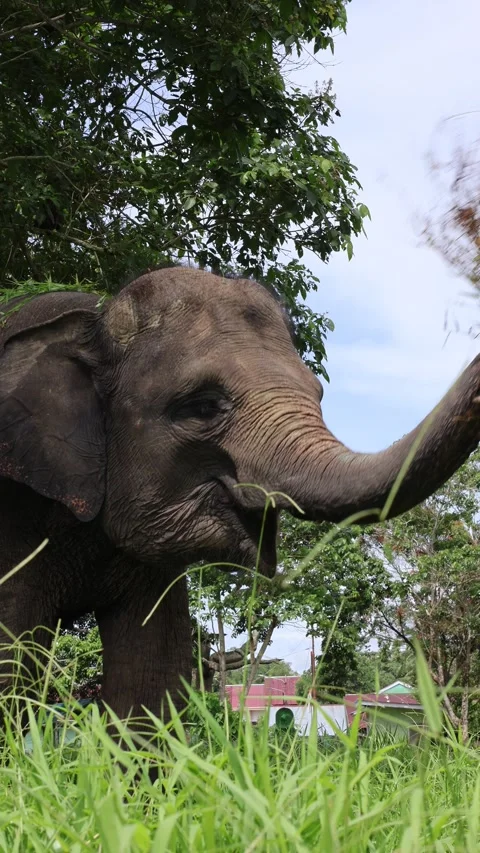 A closeup portrait angle of Asian Elephant Stock Footage 295088137