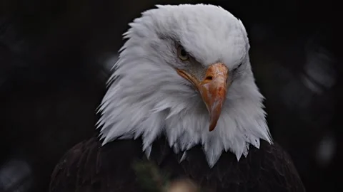 Closeup portrait of Bald Eagle, fierce closeup macro staredown Stock Footage 281920471