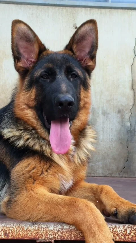 Closeup portrait of a beautiful german shepherd dog with tongue out Stock-Footage 336033450