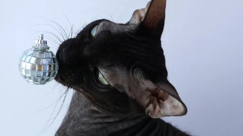 Closeup portrait of a beautiful sphinx cat front view with a ball. hairless 動画素材 125506844
