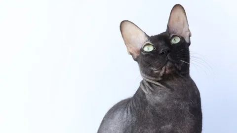 Closeup portrait of a beautiful sphinx cat front view. hairless sphinx cat 動画素材 125506906