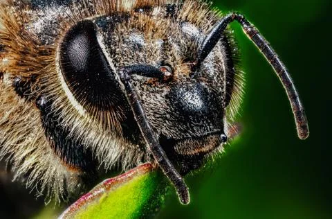 Closeup portrait of Bee macro Stock Photos