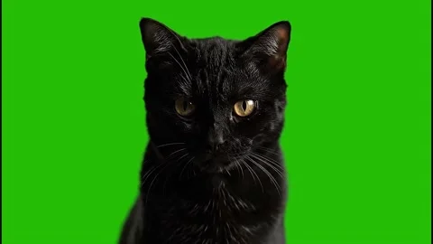 Closeup portrait of a black cat with glowing golden eyes  4k video Stock Footage 318277074