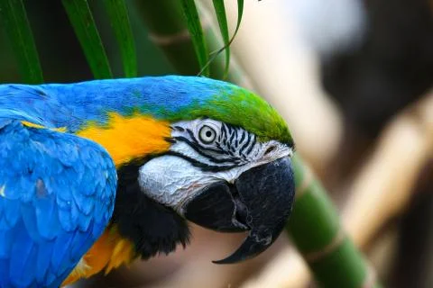 Closeup Portrait of blue and yellow macaw. Ara Ararauna also known as the blu Stock Photos