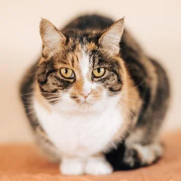Closeup Portrait of a Cat, Stock Photos