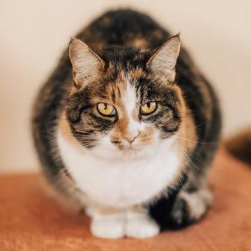 Closeup Portrait of a Cat, Stock Photos