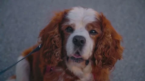 Closeup portrait of Cavalier King Charles Spaniel on leash outdoors in Slovenia Vidéo 334040138