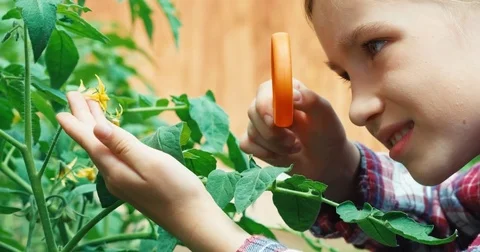 Closeup portrait child using magnifying glass looking at flowers of tomato Stock Footage 76939236