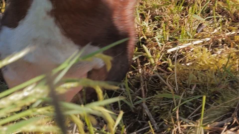Closeup portrait of cows chewing foliage Stock Footage 108937662