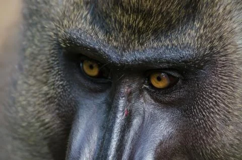 Closeup portrait of drill monkey in rain forest of Nigeria Stock Photos