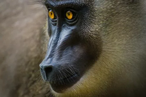 Closeup portrait of drill monkey in rain forest of Nigeria Stock Photos