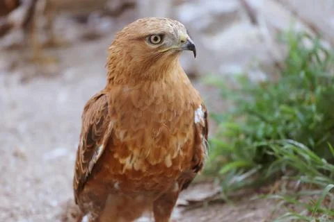 Closeup portrait of eagle in the aviary Stock Photos