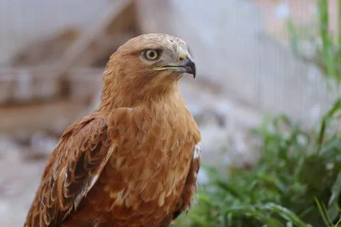 Closeup portrait of eagle in the aviary Stock Photos