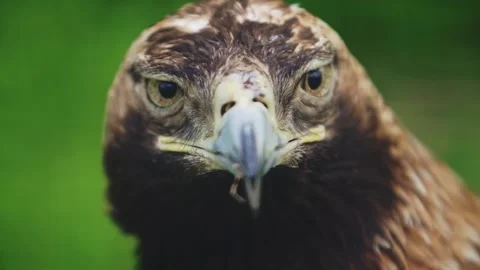 Closeup portrait of an eagle that blinks against a background of green Stock Footage 159605187