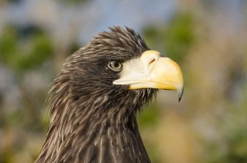 Closeup portrait of eagle Stock Photos