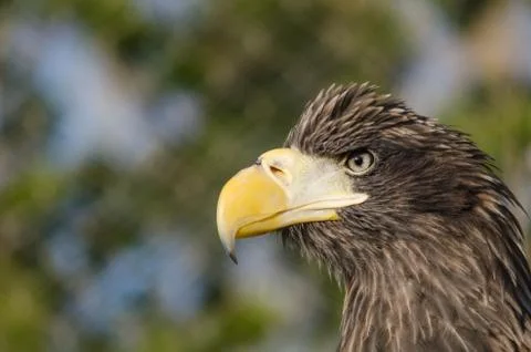 Closeup portrait of eagle Stock Photos