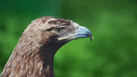 Closeup portrait of an eagle that turns its head against a background of green Stock Footage 159605229