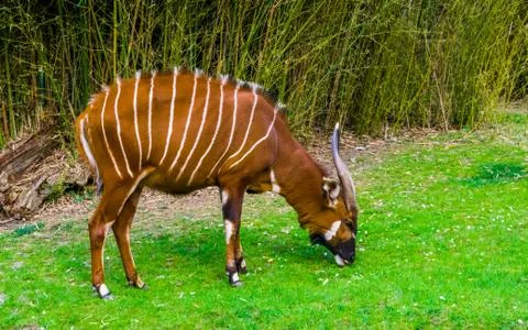 Closeup portrait of a eastern mountain bongo grazing in a grass pasture, crit Stock Photos