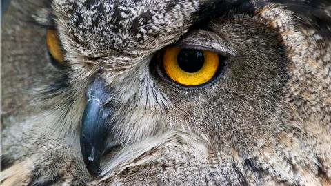 Closeup portrait of a Eurasian Eagle Owl Stock Photos