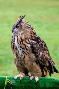 A closeup portrait of a Eurasian eagle-owl sitting perched on a falconry bird Foto stock