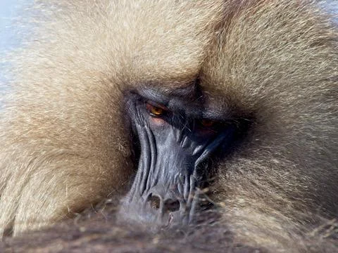 Closeup portrait of Gelada Monkey (Theropithecus gelada) grooming in Ethiopia Stock Photos