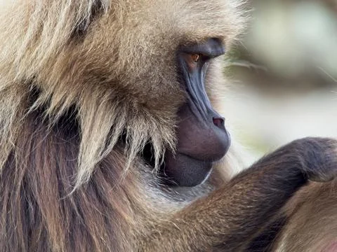 Closeup portrait of Gelada Monkey (Theropithecus gelada) grooming Ethiopia Stock Photos
