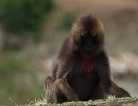 Closeup portrait of Gelada Monkey (Theropithecus gelada) playing with grass Stock Photos
