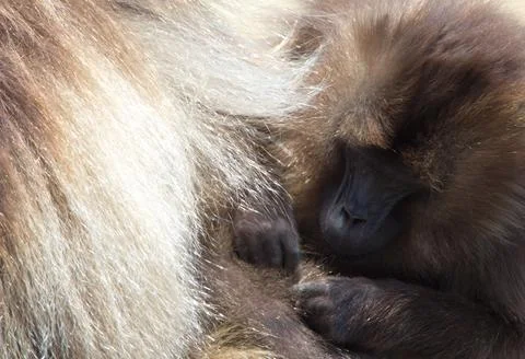 Closeup portrait of Gelada Monkey (Theropithecus gelada) grooming partner Stock Photos