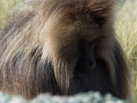 Closeup portrait of Gelada Monkey (Theropithecus gelada) grazing Stock Photos