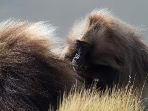 Closeup portrait of Gelada Monkey (Theropithecus gelada) grooming Stock Photos