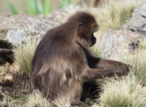 Closeup portrait of Gelada Monkey (Theropithecus gelada) grazing grass Foto stock
