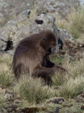 Closeup portrait of Gelada Monkey (Theropithecus gelada) looking down grazing Stock Photos