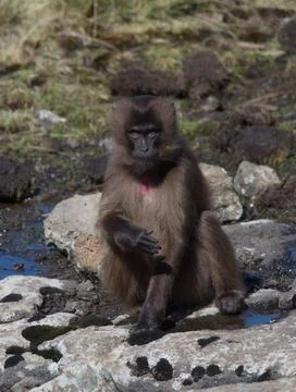 Closeup portrait of Gelada Monkey (Theropithecus gelada) looking at camera Stock Photos