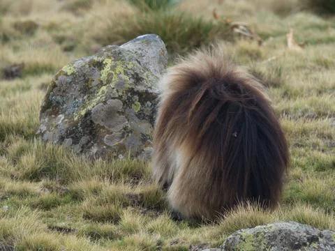 Closeup portrait of Gelada Monkey (Theropithecus gelada) grazing on grasses Stock Photos