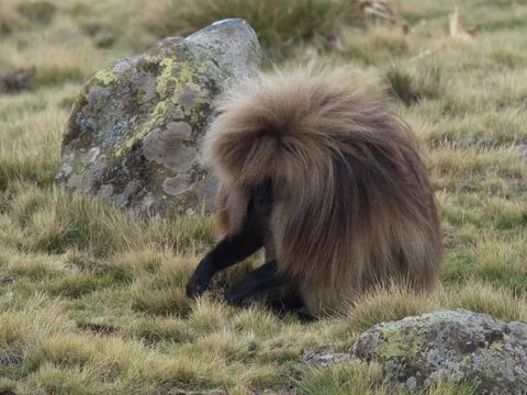 Closeup portrait of Gelada Monkey (Theropithecus gelada) grazing grasses wind Foto stock
