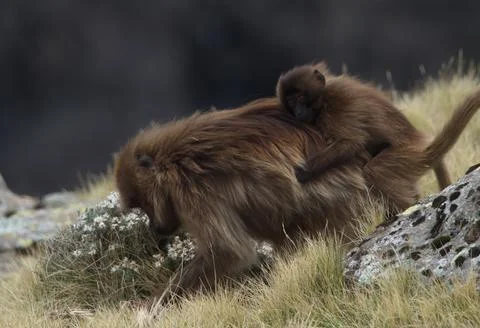 Closeup portrait of Gelada Monkey (Theropithecus gelada) mother grazing Stock Photos