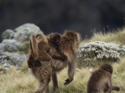 Closeup portrait of Gelada Monkey (Theropithecus gelada) family Stock Photos