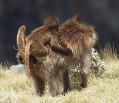 Closeup portrait of Gelada Monkey (Theropithecus gelada) mother with baby Stock Photos