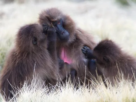 Closeup portrait of Gelada Monkey (Theropithecus gelada) family grooming Foto stock