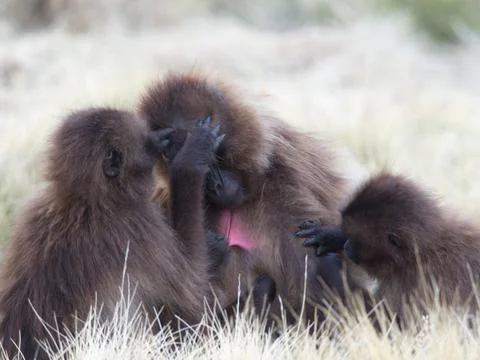 Closeup portrait of Gelada Monkey (Theropithecus gelada) family grooming Stock Photos