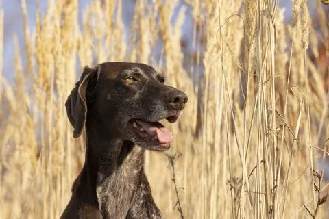 Closeup portrait of a german shorthaired pointer Stock Photos