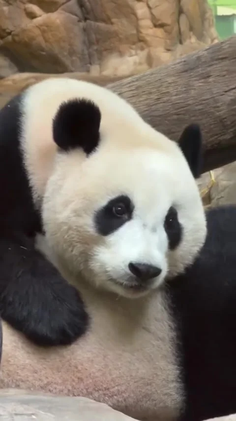 Closeup portrait of a giant panda resting in its natural zoo habitat Video stock 335491853