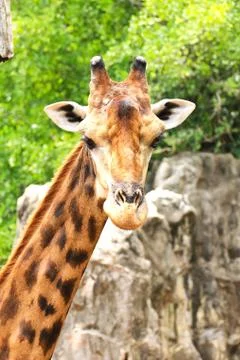 Closeup portrait of giraffe Stock Photos