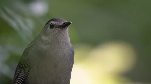 Closeup portrait of a gray catbird looking around on a branch in Orlando Florida Stock Footage 129309980