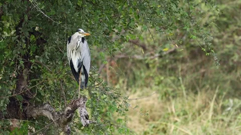 Closeup portrait of Grey heron perched on tree branch in green forest Stock Footage 313331133