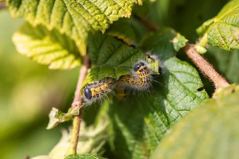 Closeup portrait of a group of buff-tip caterpillars sitting, crawling on a l Stock Photos