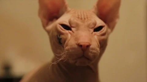 Closeup Portrait of Grumpy Sphynx Cat Front view. Bald hairless Sphinx cat Stock Footage 84025743